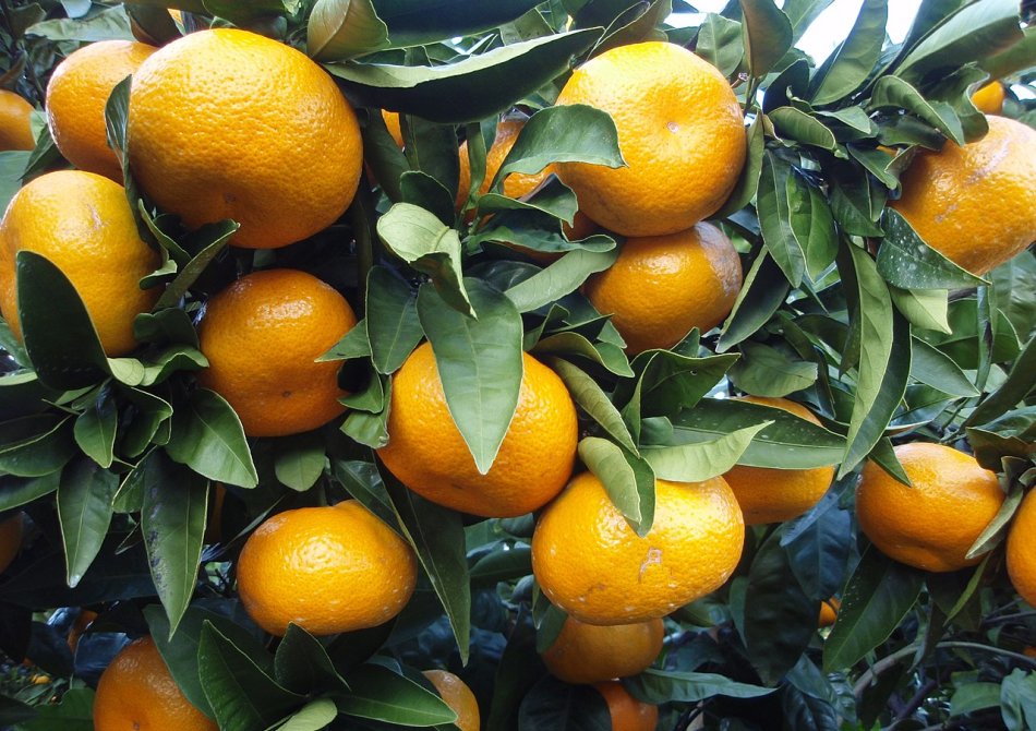 Mandarijn 'Satsuma'