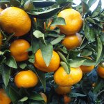Mandarijn 'Satsuma'