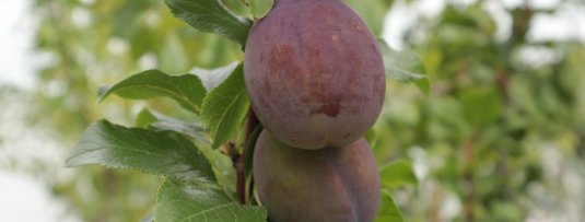 De klassiekers in de fruittuin: waarom plant iedereen deze fruitbomen aan?