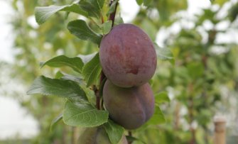 De klassiekers in de fruittuin: waarom plant iedereen deze fruitbomen aan?