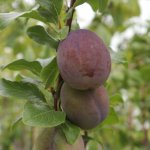 De klassiekers in de fruittuin: waarom plant iedereen deze fruitbomen aan?