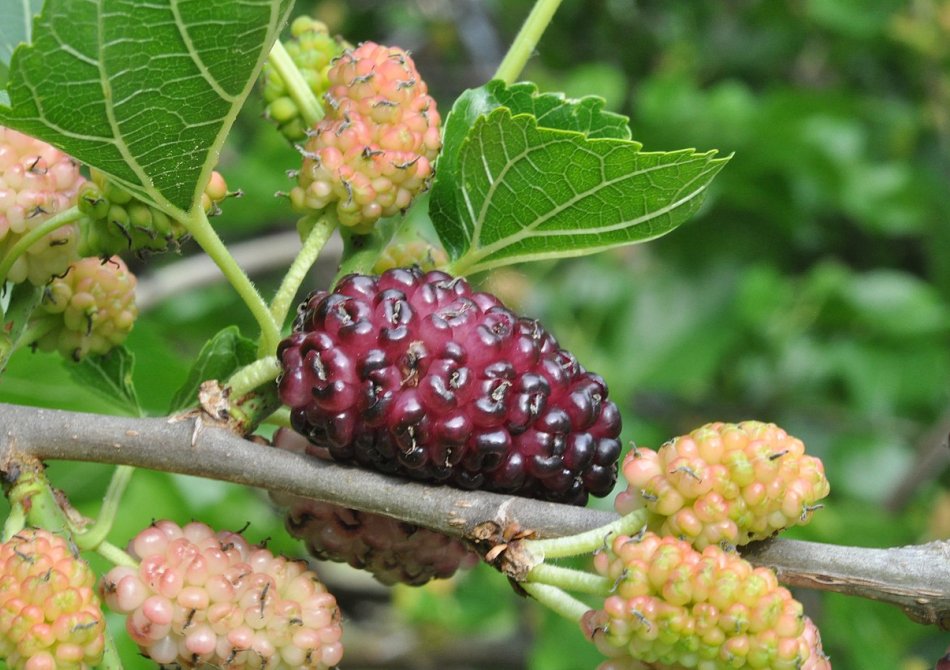 Witte moerbei 'Giant Fruit'