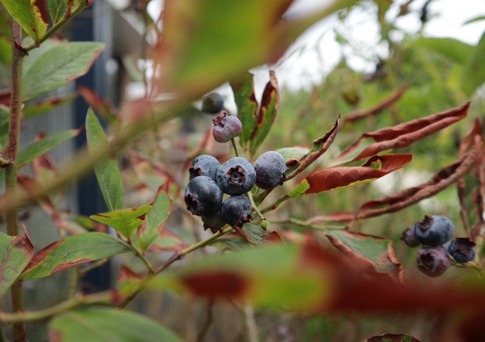 Fruitbomen en struiken verzorgen bij droogte