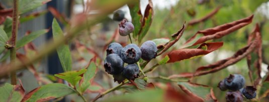 Fruitbomen en struiken verzorgen bij droogte