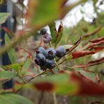 Fruitbomen en struiken verzorgen bij droogte