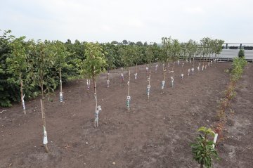 Jonge aanplant van fruitbomen