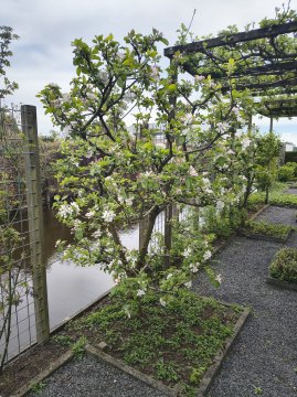 Laagstam appelboom met bloesem
