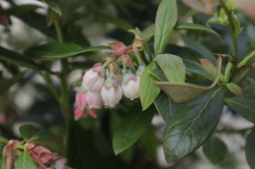 Bloemen van de Sunshine Blue blauwe bes