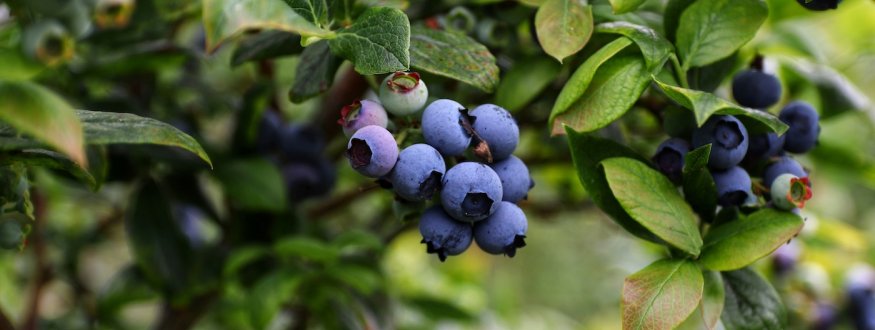 Blauwe bes 'Blue Sapphire'
