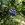 Blauwe bes 'Blue Sapphire'