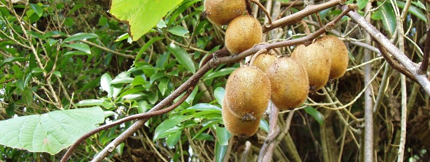 Kiwi 'Boskoop'