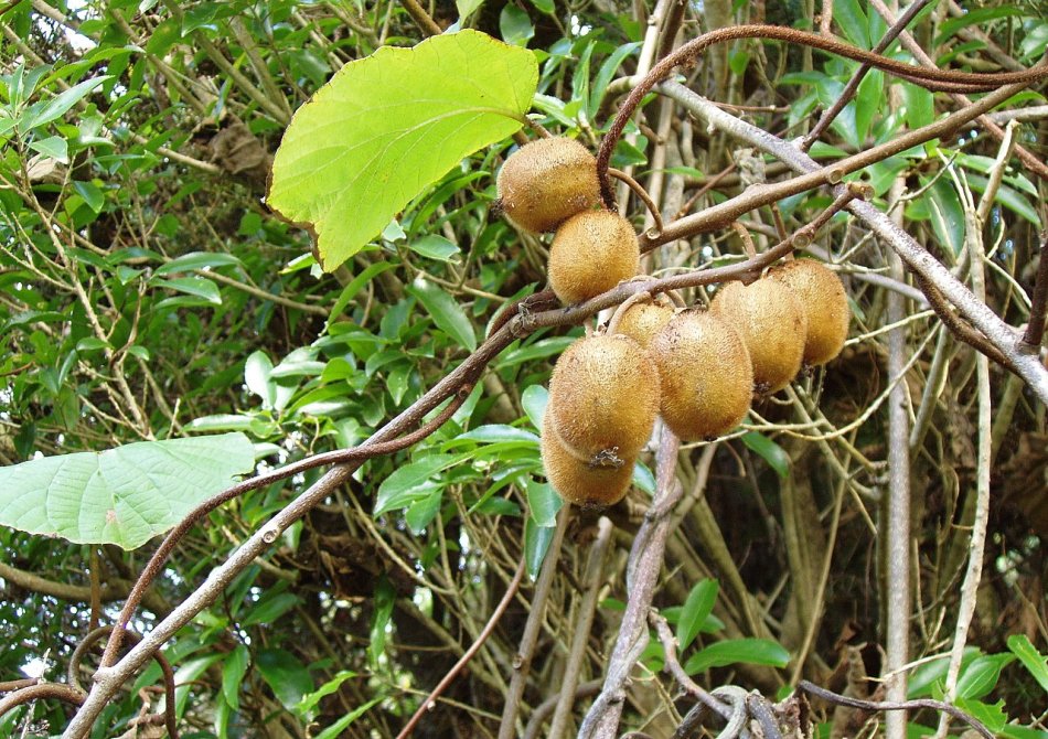 Kiwi 'Boskoop'