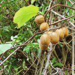 Kiwi 'Boskoop'