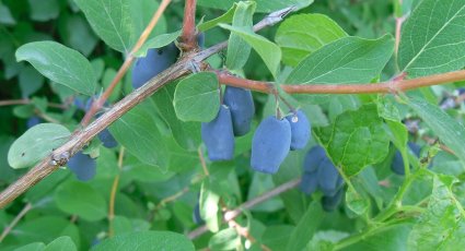 Honingbes 'Maitop' - vanaf € 11,99 - Honingbessen
