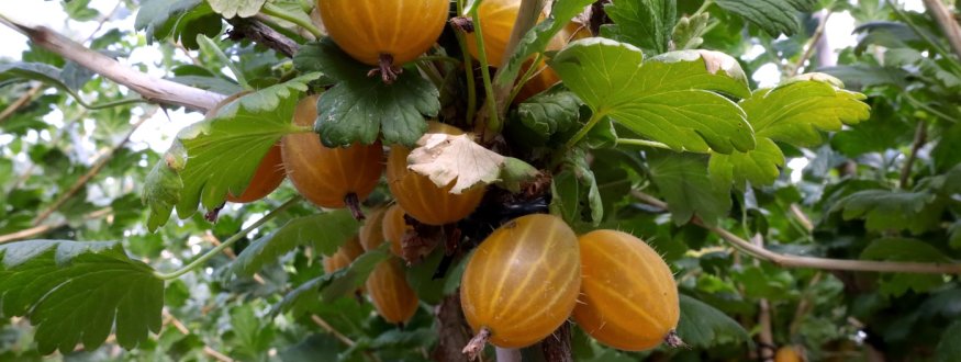 Kruisbes 'Dagmar'