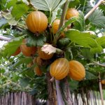 Oranje kruisbessenstruik 'Dagmar'