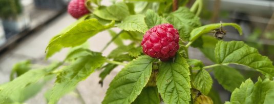 Wortelrot (phytophthora) bij frambozen voorkomen en bestrijden