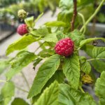 Wortelrot (phytophthora) bij frambozen voorkomen en bestrijden