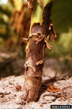 Stam aangetast door phytophthora