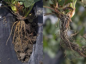 Links: gezonde wortels. Rechts: zwart verkleurde, rottende wortels
