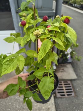 Sweet little sister framboos in pot