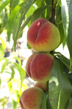 Een perzikboom snoei je het beste nadat het fruit is geoogst.