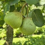 Peer 'Noordhollandse Suikerpeer'