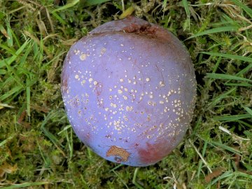 Pruim aangetast door monilia pruimenrot (schimmel)