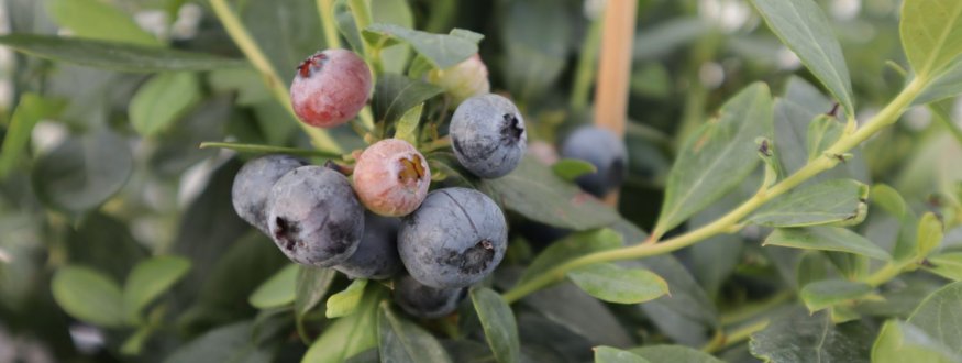 Groenblijvende Blauwe Bes 'Sunshine Blue' Blauwe bes 'Sunshine Blue'