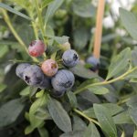 Groenblijvende Blauwe Bes 'Sunshine Blue' 