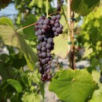 Pitloze blauwe buitendruif 'Glenora'