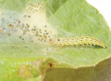 Rups van skeletteermot op vijgenblad