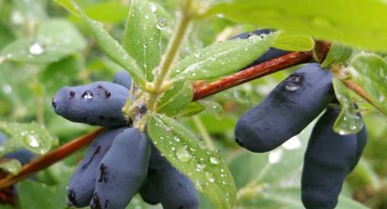 Honingbessenstruik 'Blue Pacific' ® - vanaf € 11,99 - Honingbessen