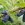 Honingbes 'Blue Pacific' ®