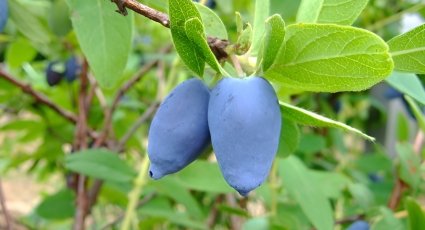 Honingbessenstruik 'Strawberry <em>Sensation</em>' - vanaf € 4,99 - Honingbessen