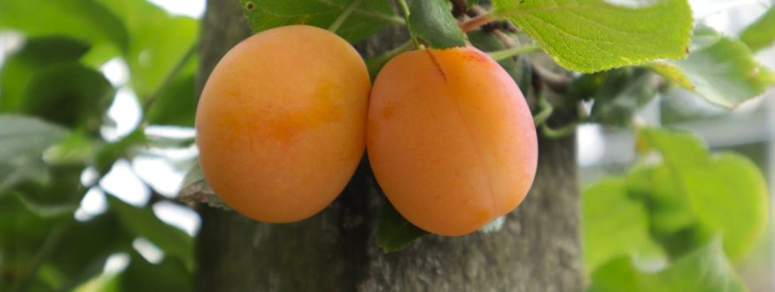Pruim (x abrikoos) 'Aprimira' ® Aprimira