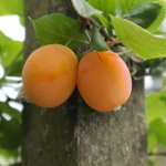 Aprimira (Mirabelle x Abrikoos)