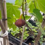 Vijgenboom 'Violette Normande'