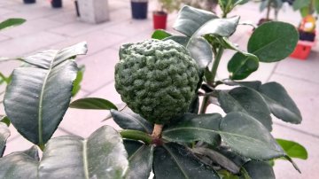 Djeroek poeroet vrucht in struik