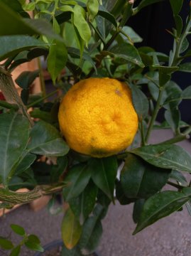 De grote gele vrucht van de Yuzu in onze winkel