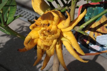 De bijzondere vrucht van de Buddha's Hand citrusvrucht