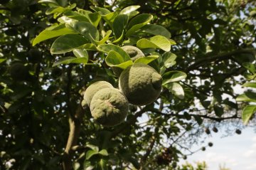 Onrijpe groene vruchten van de Winterharde Citroen in een boom in Nederland