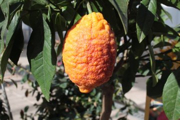 Rode citroen Lima Rossa