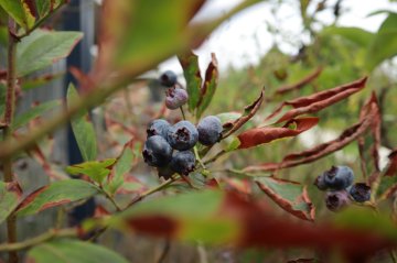 Blauwe bes met droogteschade