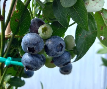 Ozarkblue blauwe bes in struik