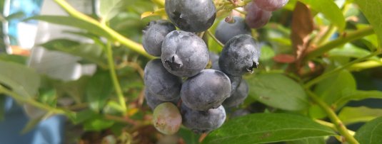 Blauwe bessen uit je eigen tuin? Wij hebben al je vragen beantwoord!