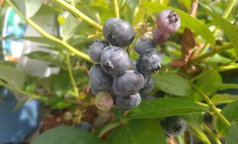 Blauwe bessen uit je eigen tuin? Wij hebben al je vragen beantwoord!