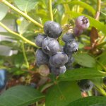 Blauwe bessen uit je eigen tuin? Wij hebben al je vragen beantwoord!