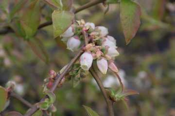 Bloemen van de blauwe bes