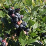 Blauwe bes 'Hortblue Petite' ®
